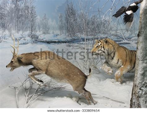 1,172 Tiger Hunting Deer Images, Stock Photos & Vectors | Shutterstock