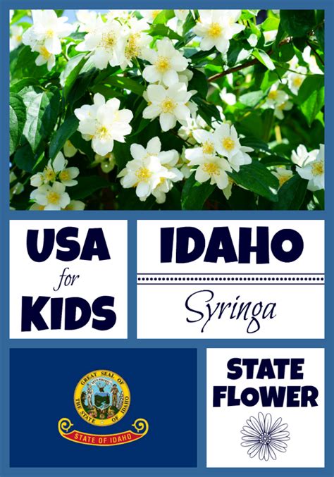 Idaho State Flower - Syringa Mock Orange by USA Facts for Kids