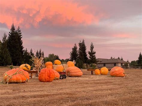 The great pumpkin patch | It's about flowers | Linda Fuller