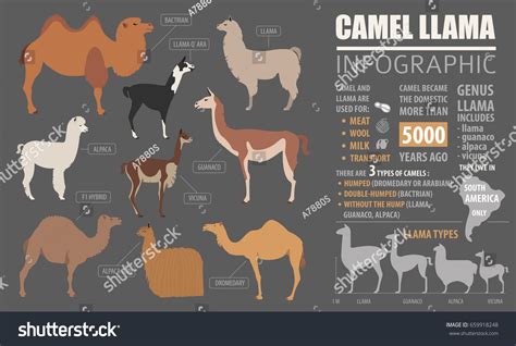 Camel Llama Guanaco Alpaca Breeds Infographic Stock Vector (Royalty Free) 659918248 | Shutterstock