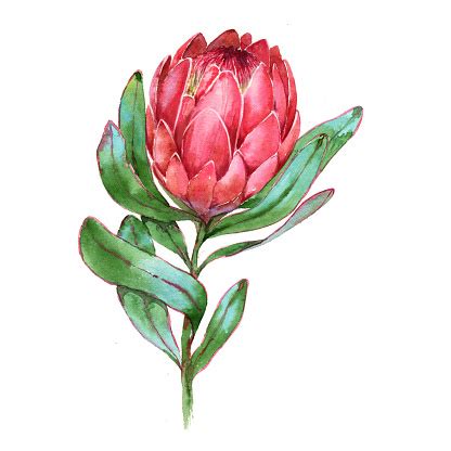 Handdrawn Watercolor Illustration Of Red Protea Flower Stock Illustration - Download Image Now ...