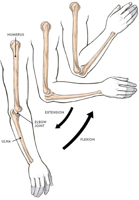 Pin by Valerie Harris on Human Anatomy | Human anatomy, Knee joint anatomy, Anatomy