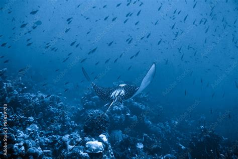 Spotted Eagle Ray Swimming In The Caribbean Sea. Blue Water. Relaxed ...