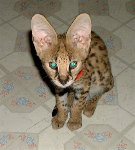 Rexano exotic big cat feline gallery baby serval kitten