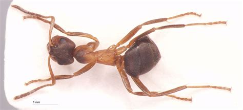 Formicidae: Formicinae - Formica forsslundi Lohmander, 1949