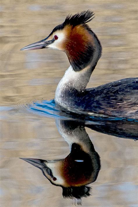 Great Crested Grebe Reflections at Nene Park Trust 10/03/1… | Flickr