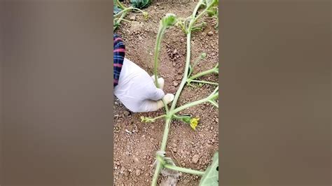 Watermelon pollination process - YouTube