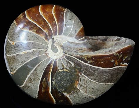 6.4" Large, Polished Nautilus Fossil - Madagascar (#51678) For Sale - FossilEra.com