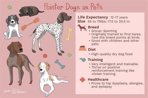 Pointer: Dog Breed Characteristics & Care