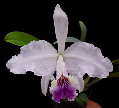 Cattleya lueddemanniana coerulea - OrchidWeb