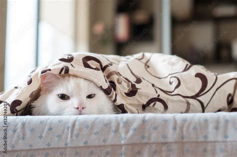 Cat hiding under a blanket. White cat in the bed. He is cute and feels ...