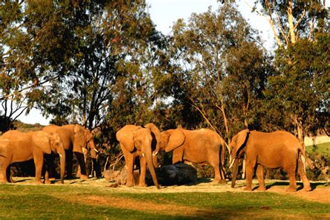 San Diego Zoo Safari Park, Escondido, CA - California Beaches