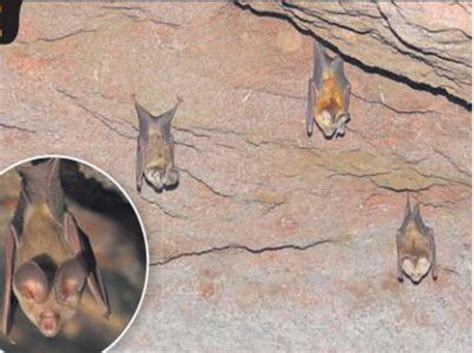 Leaf-nosed bats sighted after 37 years of extinction - RajRAS | RAS ...