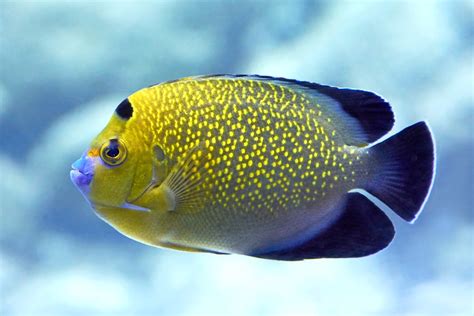 15 Awesome Types of Saltwater Angelfish | Build Your Aquarium