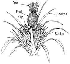 Goldmines in Agribusiness: HOW TO GROW PINEAPPLE PLANT / PINEAPPLE SUCKERS (HYBRID) FOR INCOME