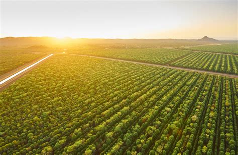 Australian Sandalwood Plantation Is About to Make Its Owners a Lot of Money - Bloomberg