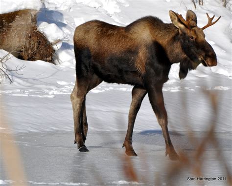 Photo Treks: Winter Moose