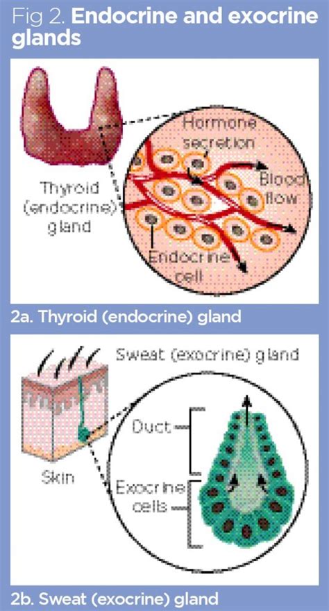 [10000印刷√] endocrine vs exocrine glands structure 300969