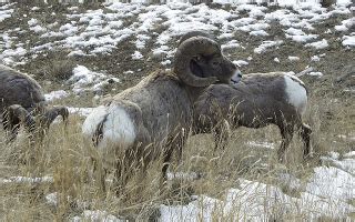 10 Bighorn sheep hunting tips [know before you go!] | N1 Outdoors