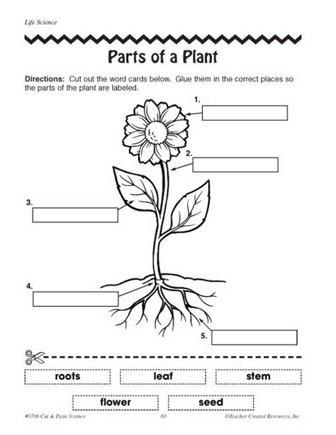 Education World: Parts of a Plant | Parts of a flower, Plants ...