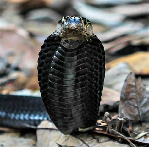 Spitting Cobra Facts You Need to Know! | Always Learning!