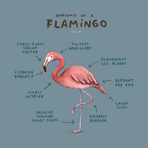 Flamingo anatomy : r/properanatomy