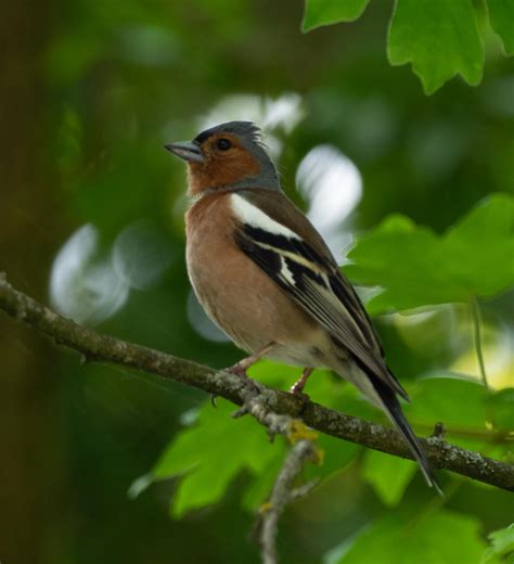 Birds of northern Europe — Life in a Southern Forest