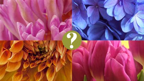 Quiz: Ken jij deze bloemen? - Bloomifique