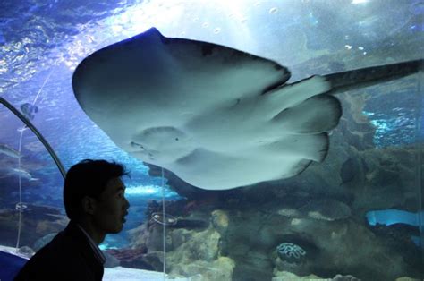 A look at Beijing's Blue Zoo aquarium - All Photos - UPI.com