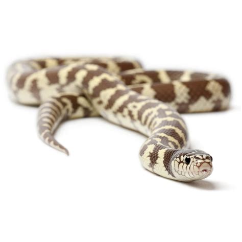 Petco King Snake: Easy-Care & Colorful Reptile Pet