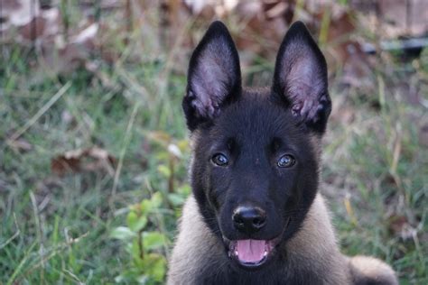 Belgian Shepherd