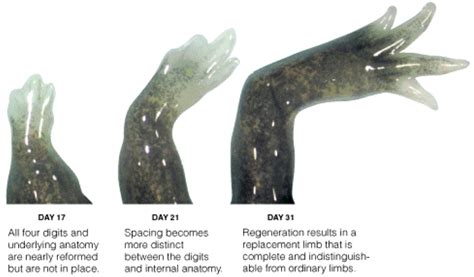 Developmental Biology 3230