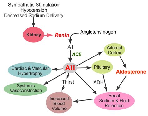 CV Pharmacology | Angiotensin Converting Enzyme (ACE) Inhibitors