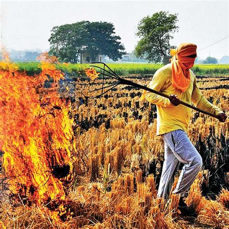 Paddy Straw Management | AgriBazaar