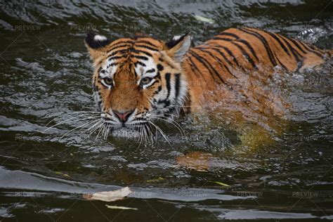 Siberian Tiger Swimming In Water - Stock Photos | Motion Array