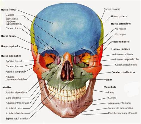 cabeza ~ el cuerpo humano y sus partes explicado y dibujos