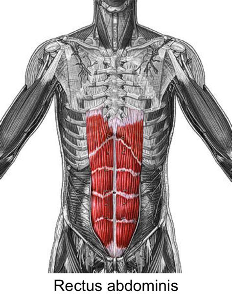 Rectus Abdominis - Function, Action, Origin and Insertion