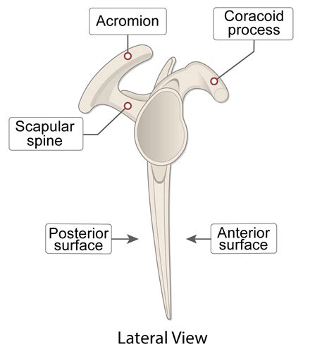 Scapula Bone (Lesson) – Human Bio Media