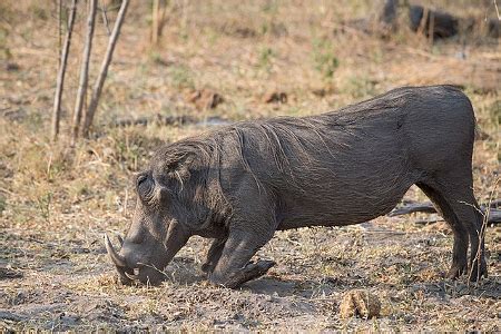 Warthogs Diet, Habitat & Lifespan | Study.com