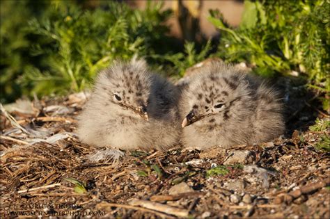 Photo :: Ring-billed gulls on nest