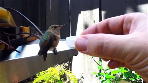 Hand Feeding a Baby Hummingbird - YouTube