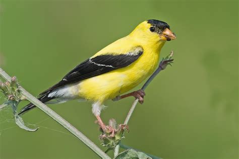 Birds of Ohio: Top 40 Species Found in Your Backyard