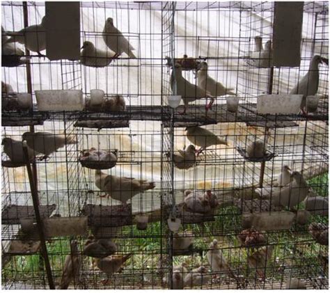 China Pigeon Cages - China Pigeon Cages, Bird Cages