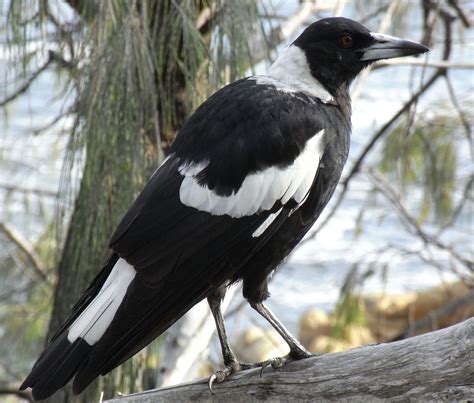 File:Australian Magpie Side.JPG - Wikimedia Commons