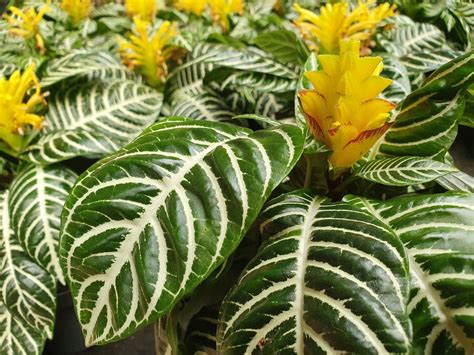 Aphelandra Squarrosa • Verzorging & info • MijnPlant