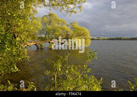 drawsko lake (jezioro drawsko), pomeranian lakeland (pojezierze ...