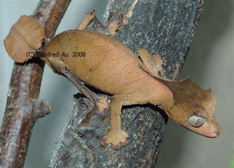 dactylus.de - Gattung Uroplatus