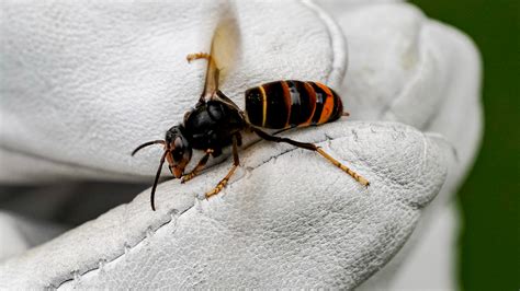 Defra warning to beekeepers as Asian hornets spotted in Rayleigh in Essex | ITV News Anglia