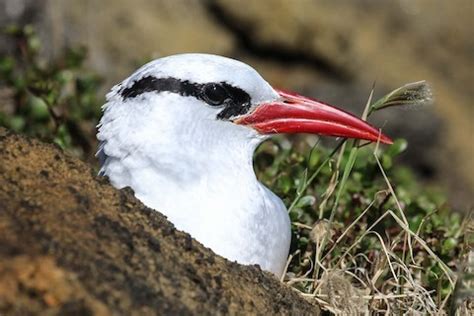 Red-billed Tropicbird – birdfinding.info