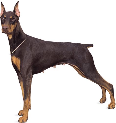 Doberman Pinscher Breed Guide - Learn about the Doberman Pinscher.